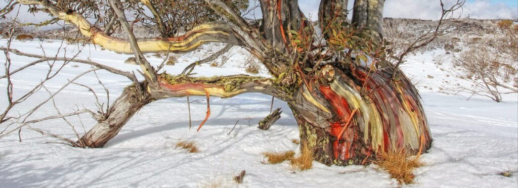 Dee Kramer Photographs and Gallery
