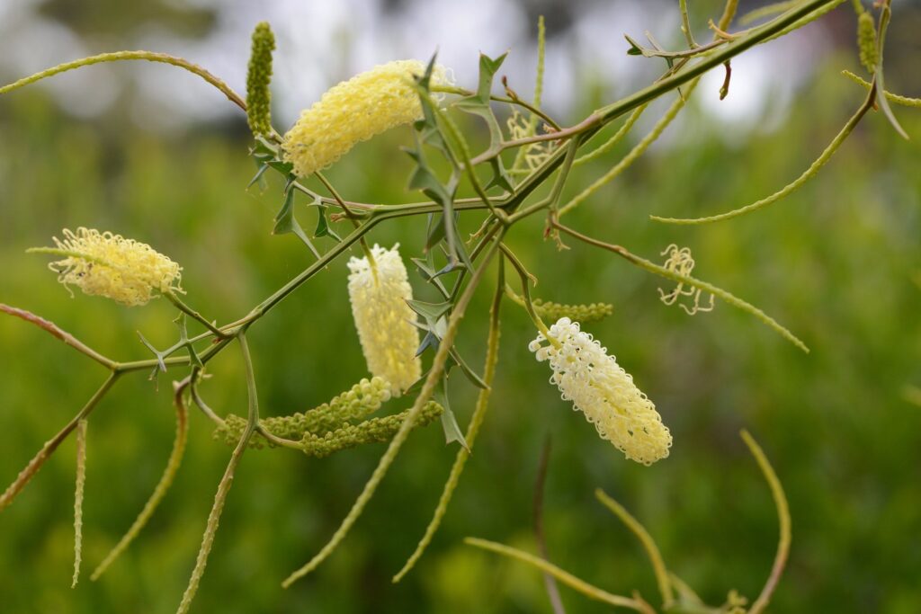 Illawarra Grevilla Park - Grevillea Flexuosa