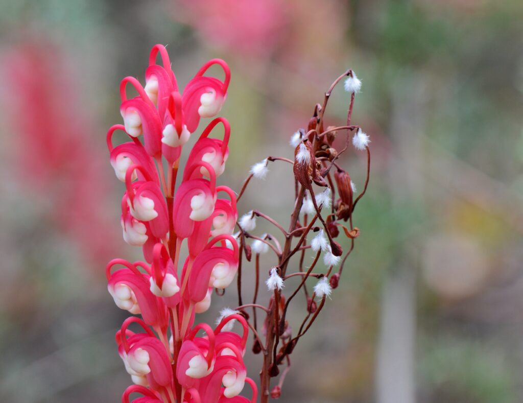 Illawarra Grevilla Park - Grevillea Georgiana