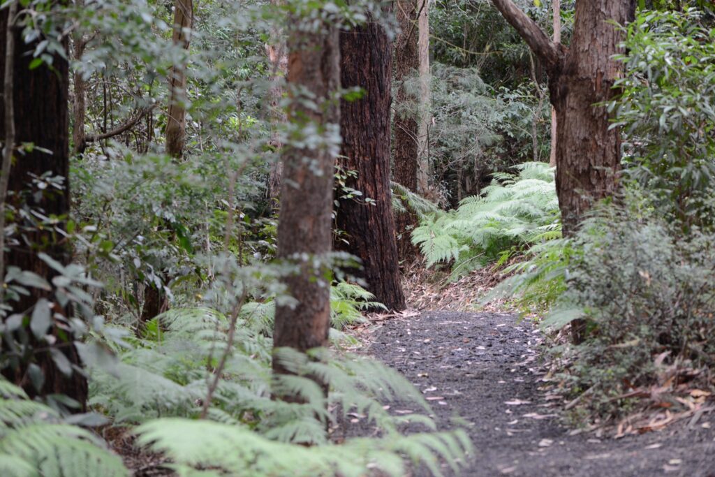 Illawarra Grevilla Park - Rainforest Walk