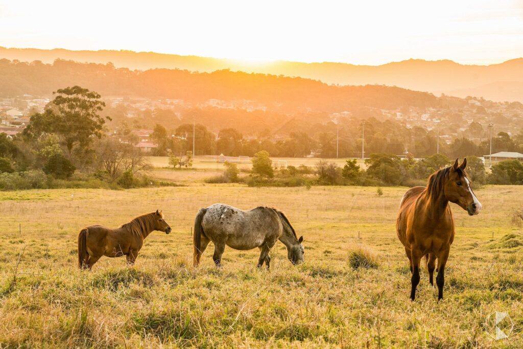 Albion Park rural