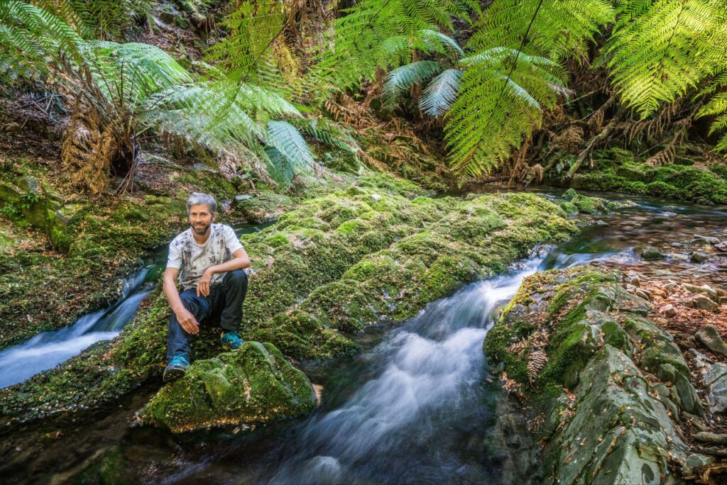 Temperate rainforest tranquility