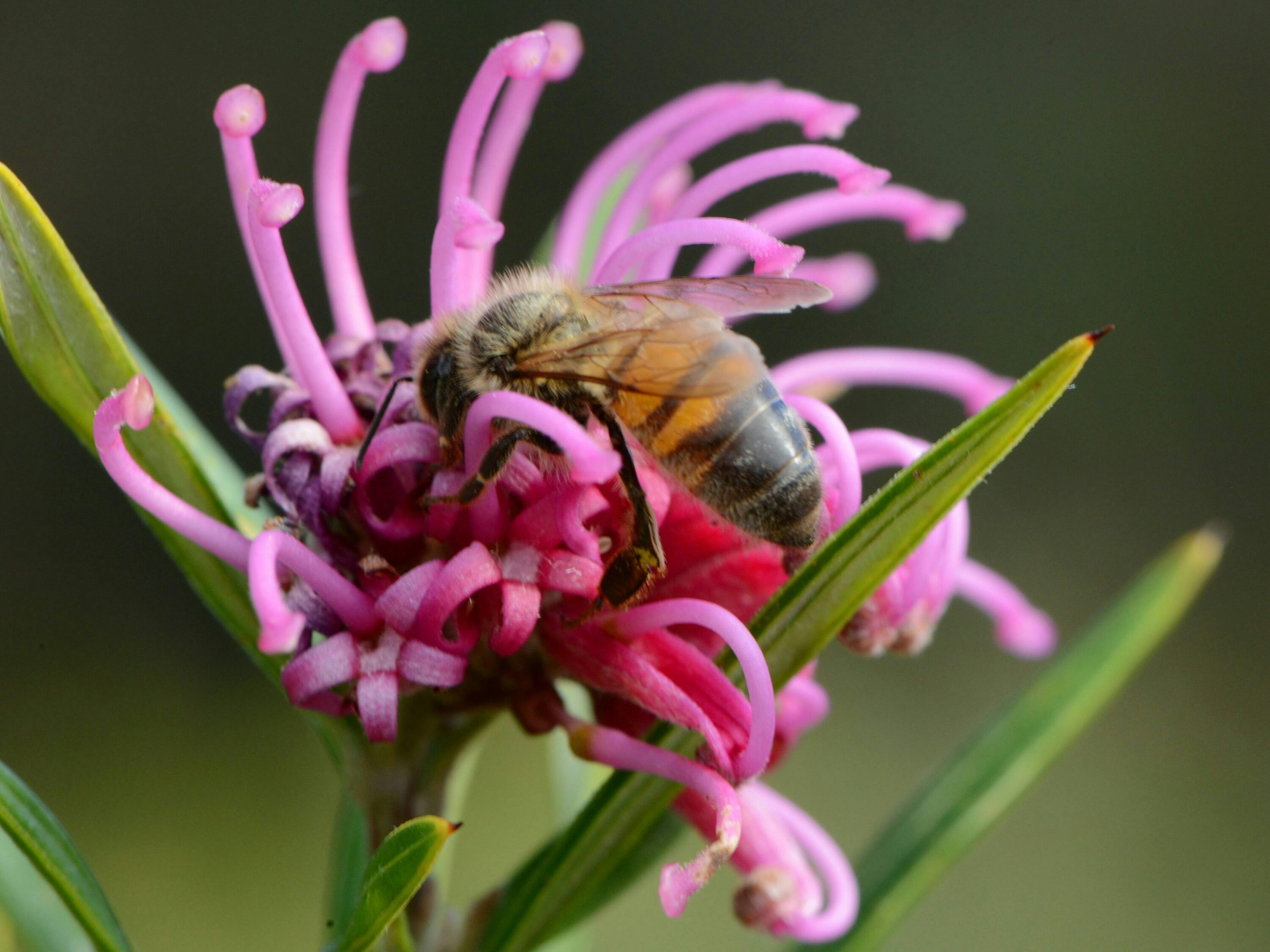 Bee on Grevillea