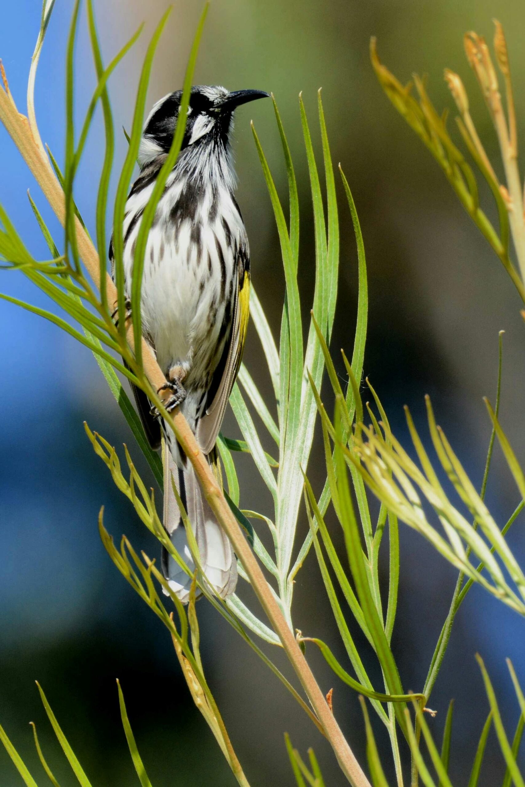 New England Honey Eater on Grevillea