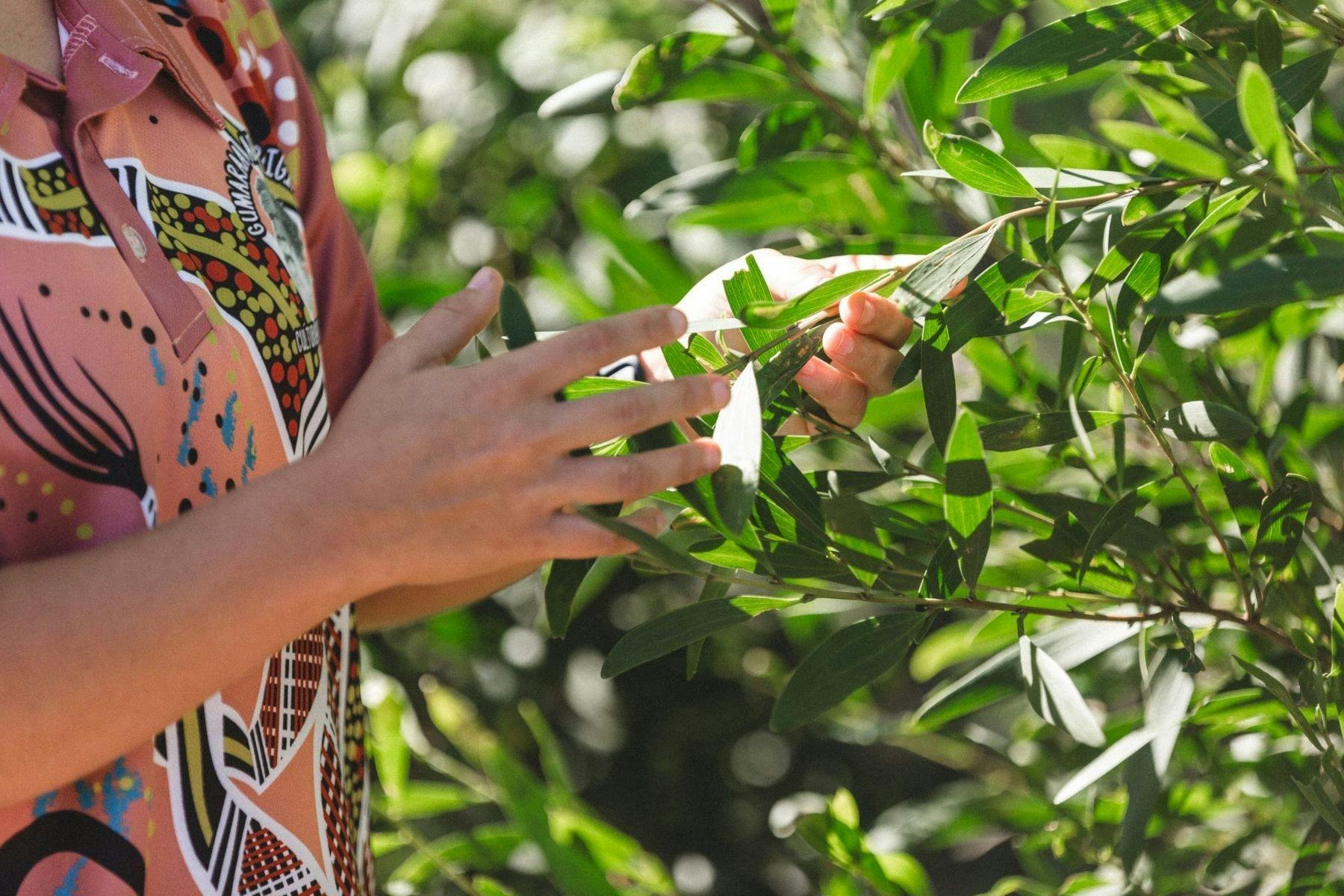 Gumaraa's Traditional Bush-Tucker/Medicine Walk at Killalea Regional Park