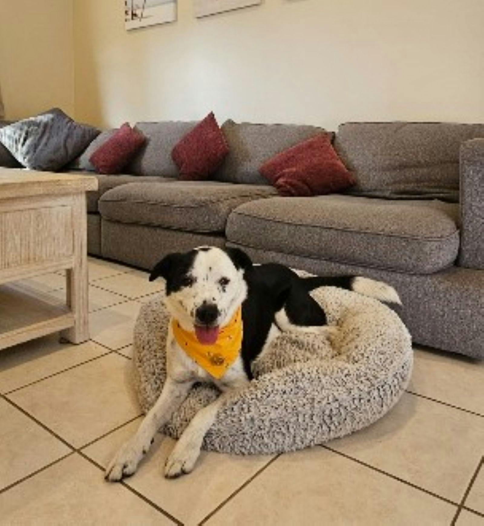 Dog with bandana around neck sitting in dog bed in living area
