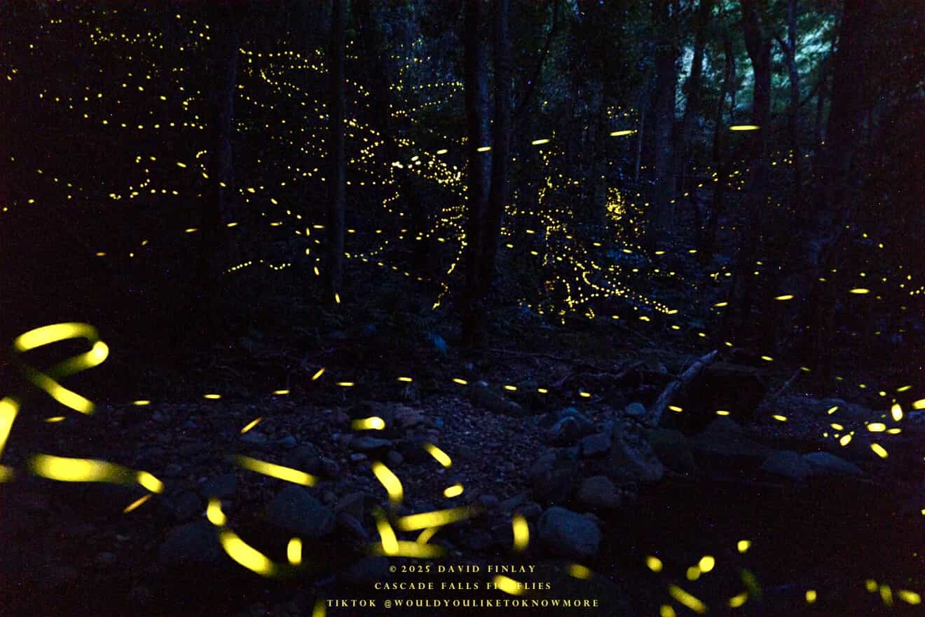 Fireflies at Cascade Walk, Macquarie Pass, photographed by David Finlay.