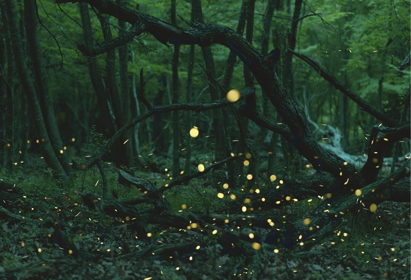 Fireflies glow in the rainforest