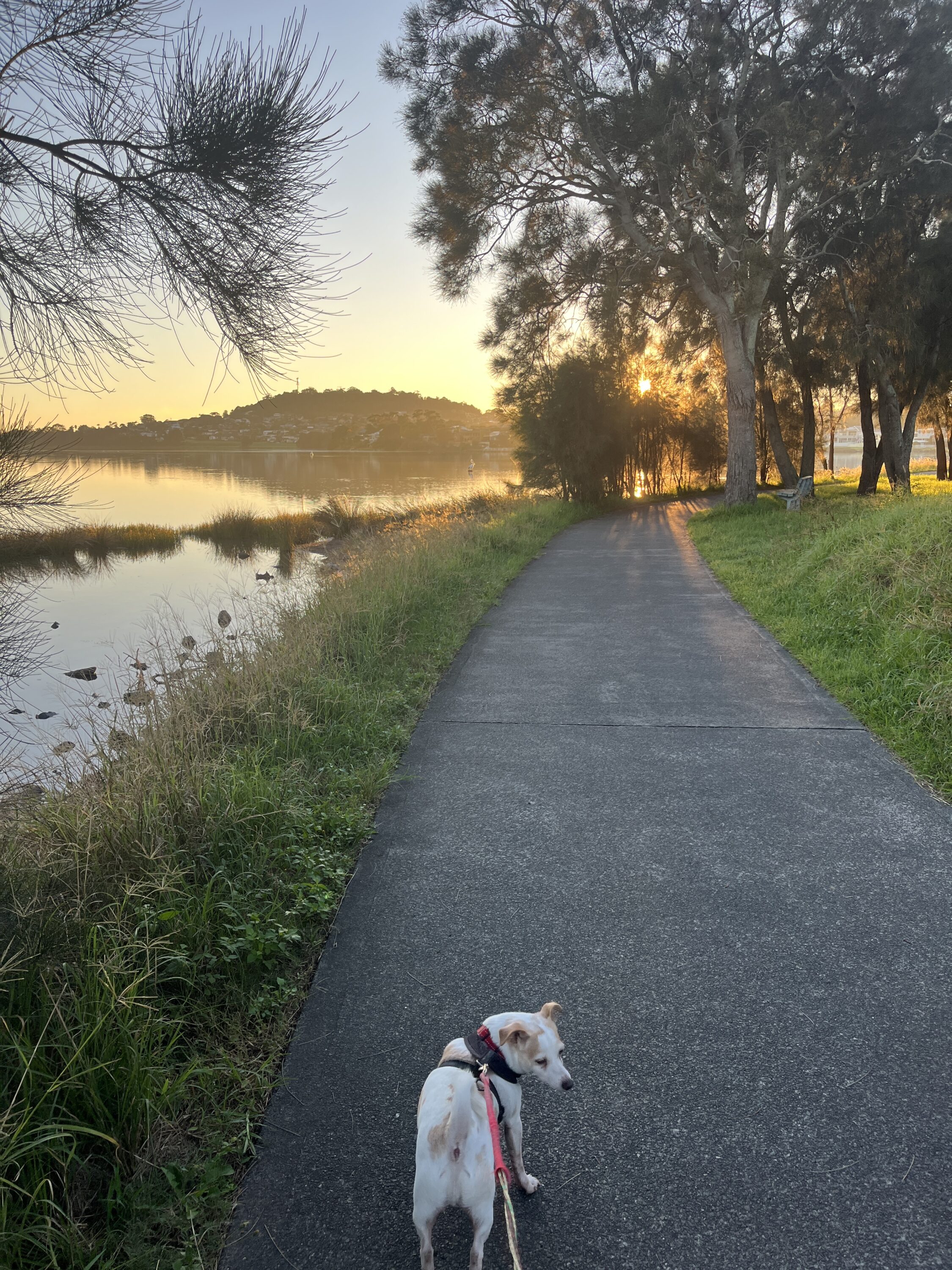 Dog walking along share pathway Lake Illawarra
