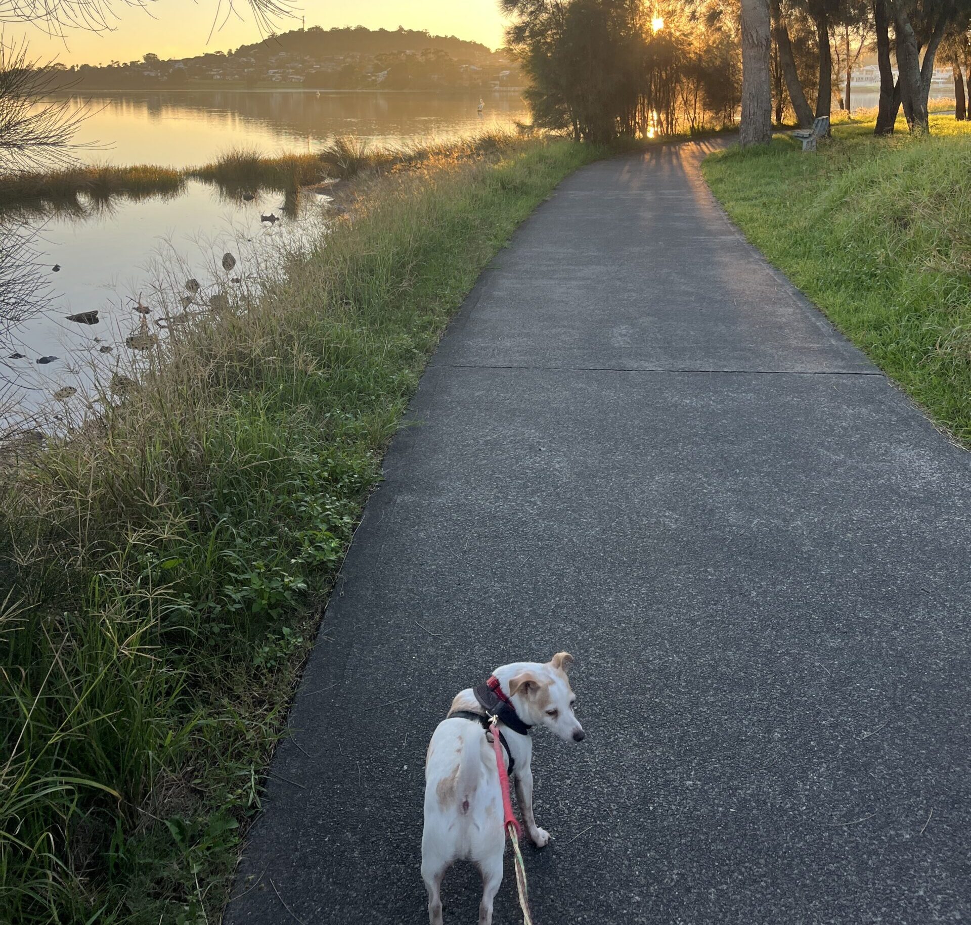 Dog walking along share pathway Lake Illawarra