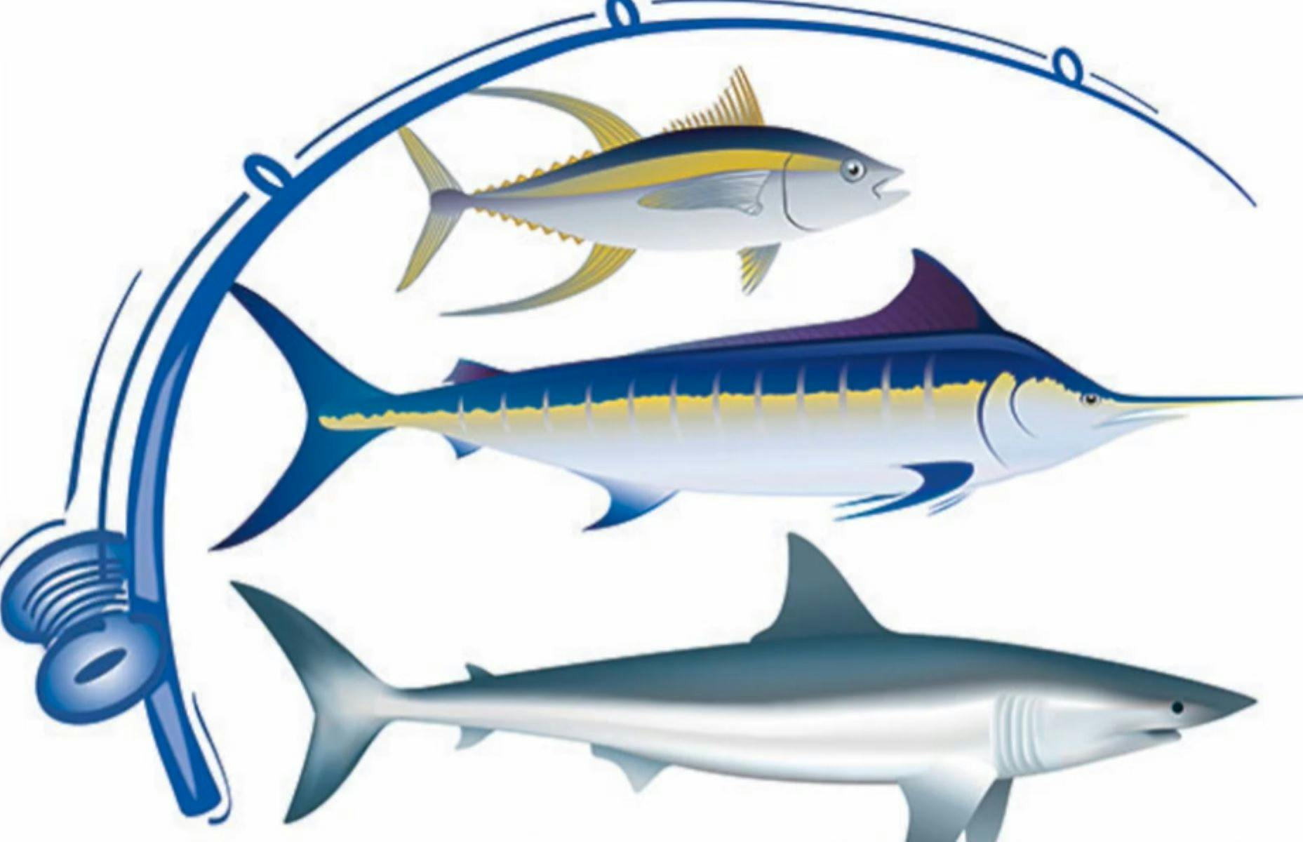 Shellharbour Game Fishing Tournament