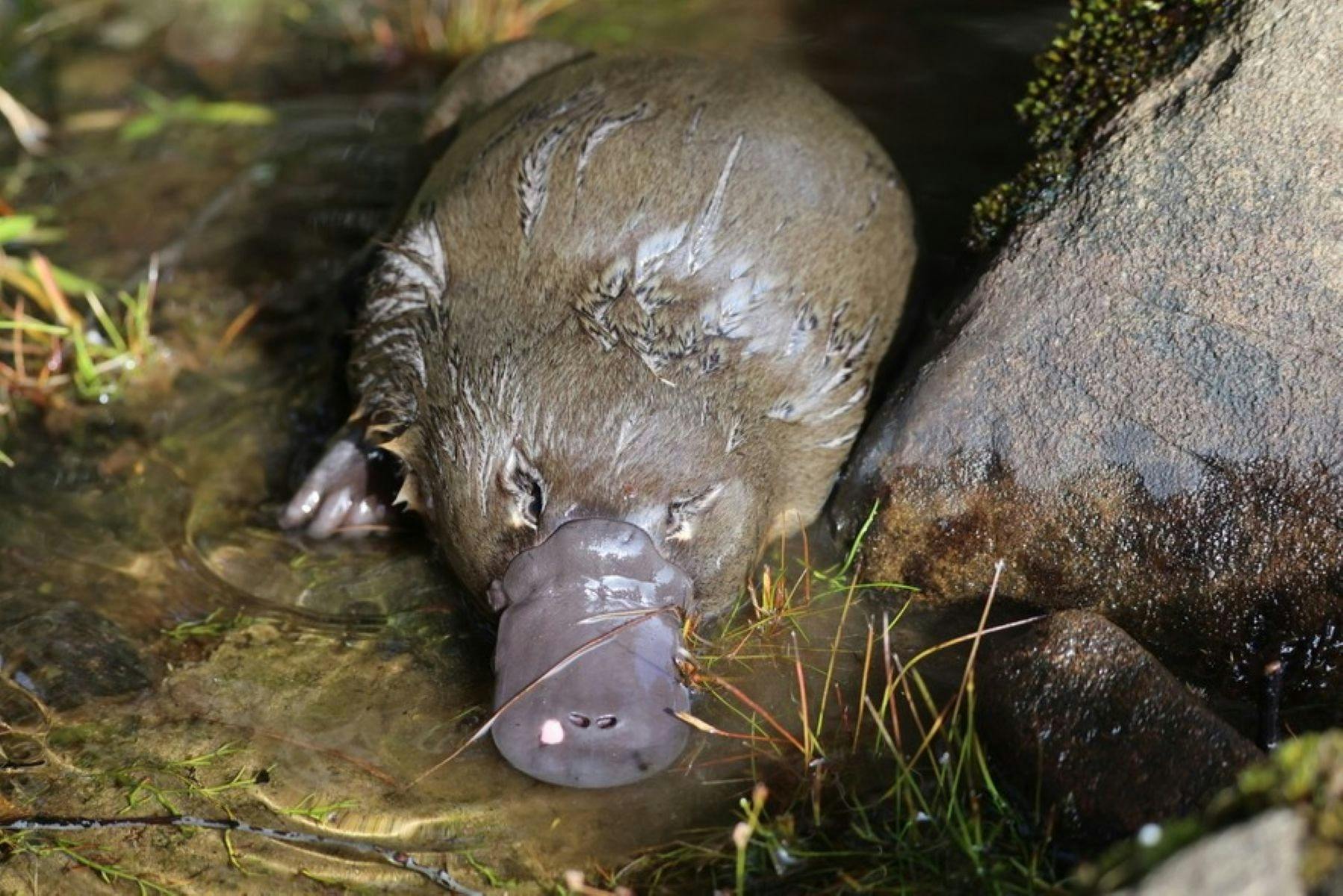 Platypus DNA found in Shellharbour waterways
