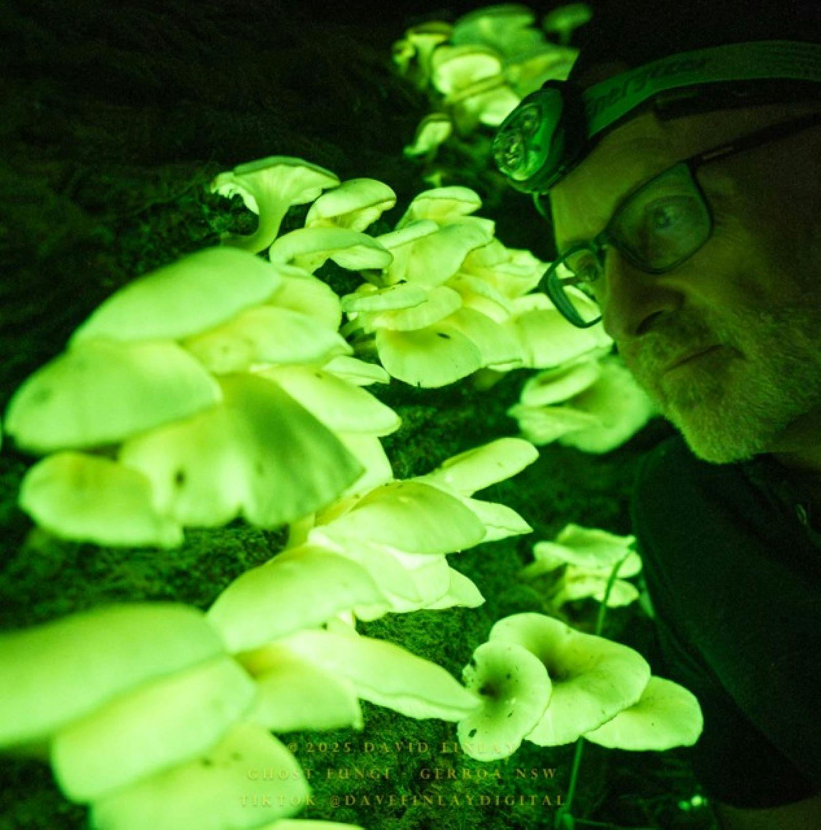David Finlay looking at ghost Fungi