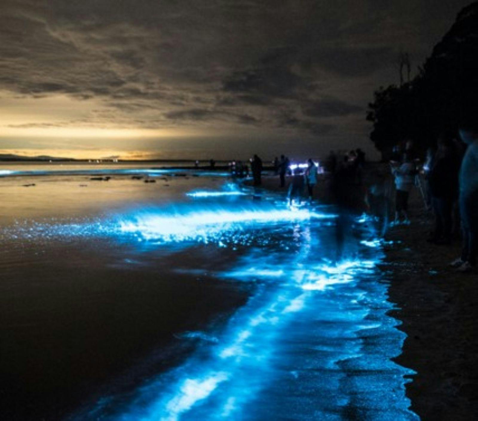 Bio luminescence in coastal waters