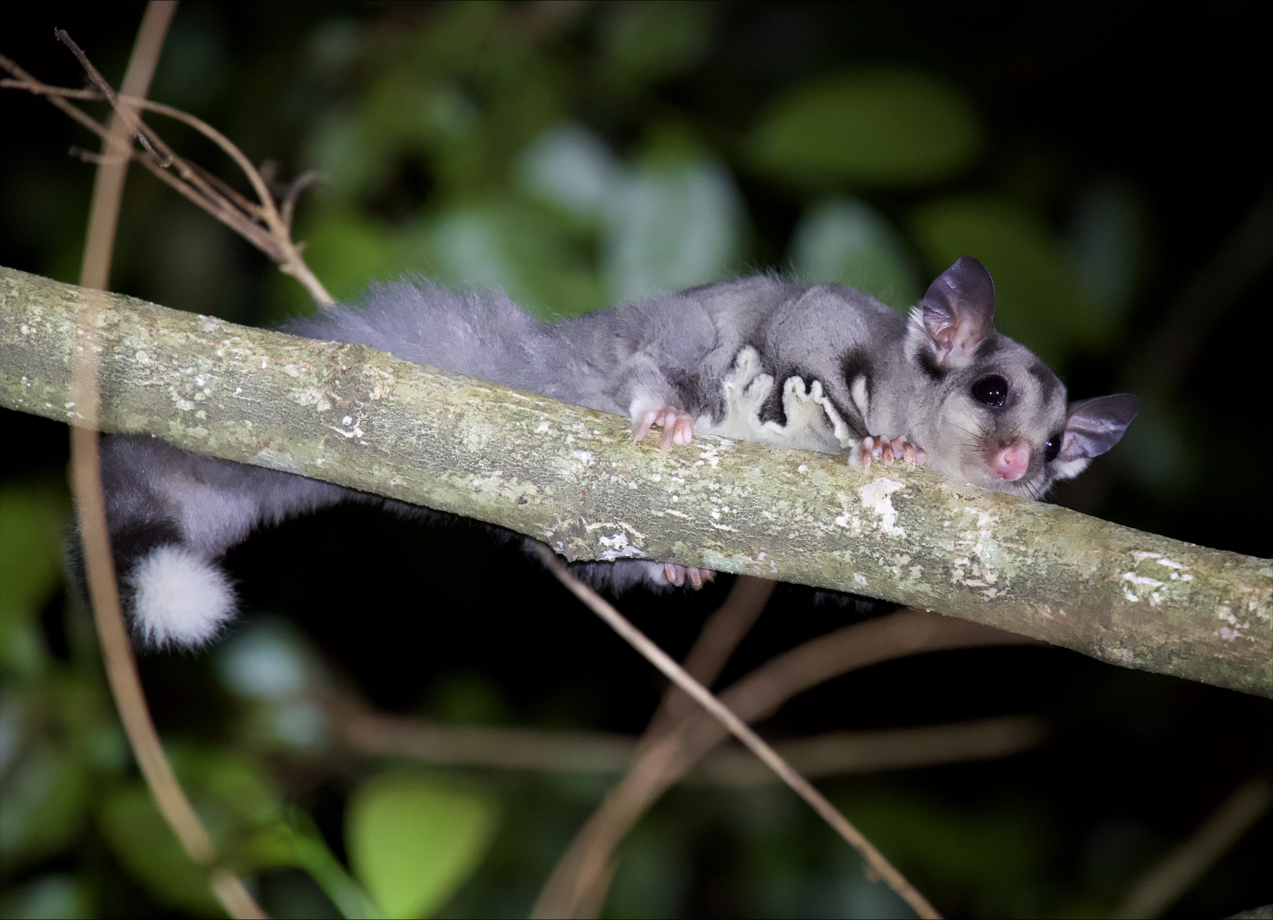 Sugar Glider