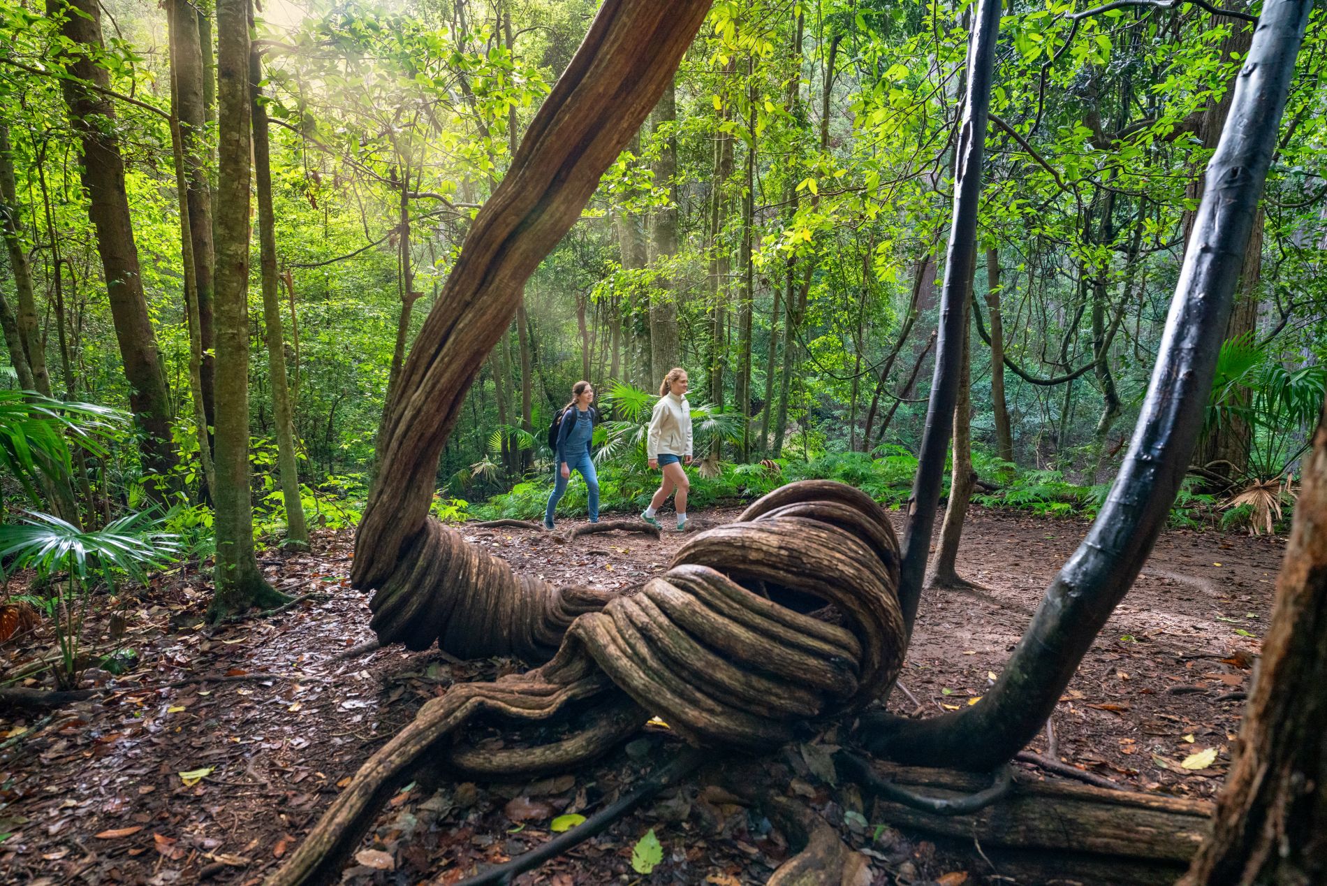 Macquarie Pass National Park