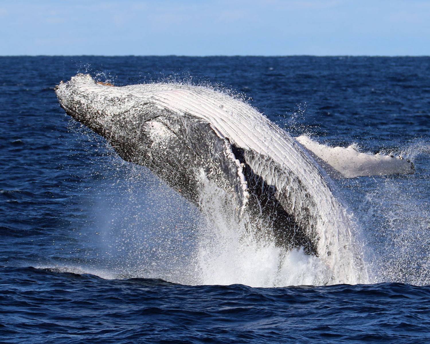 Whale breaching out of the ocean