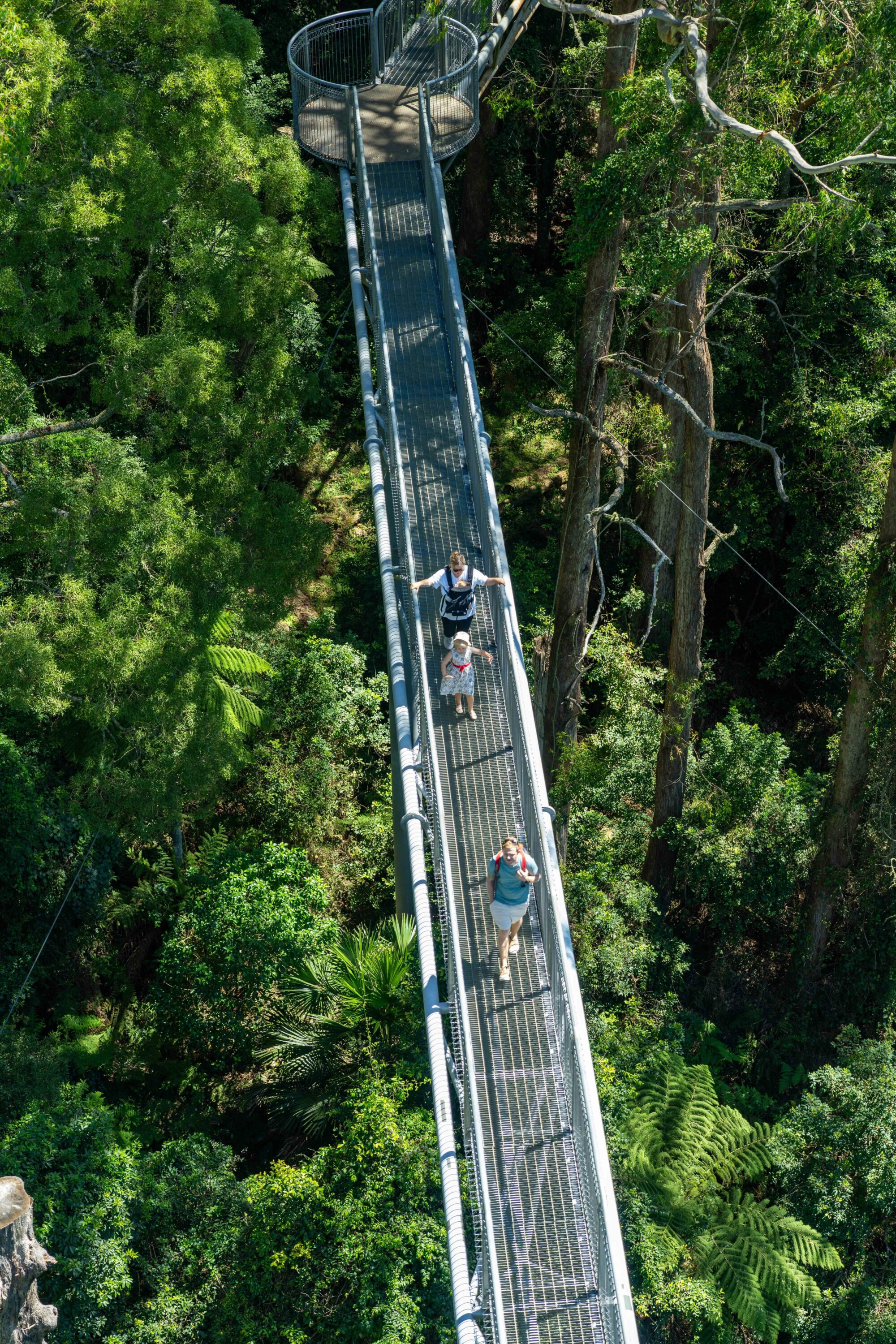 treetop walk