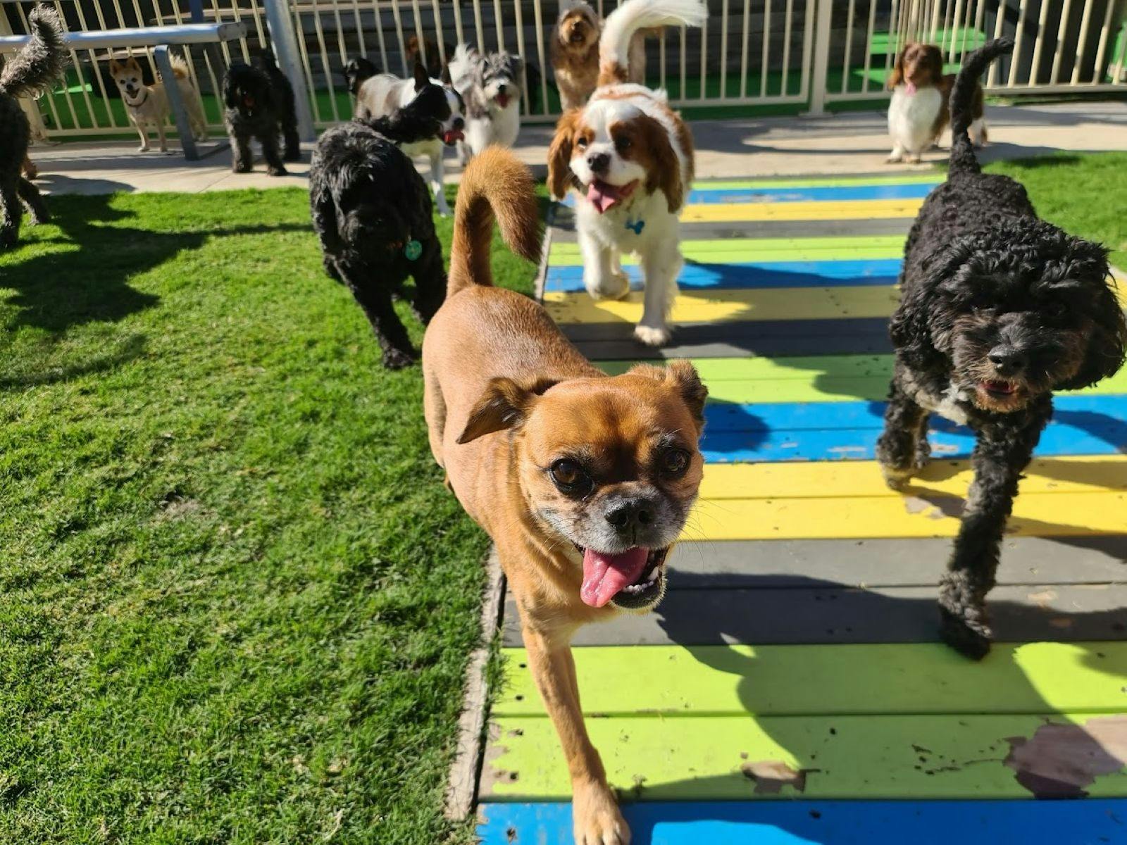 VIP Dog Club 2