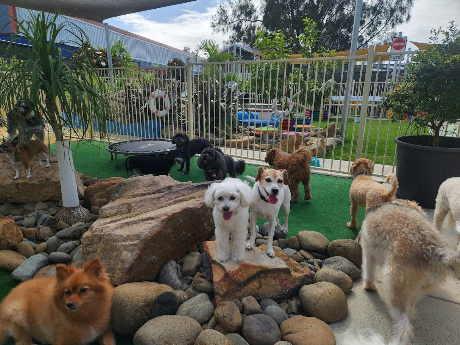 VIP Dog Club