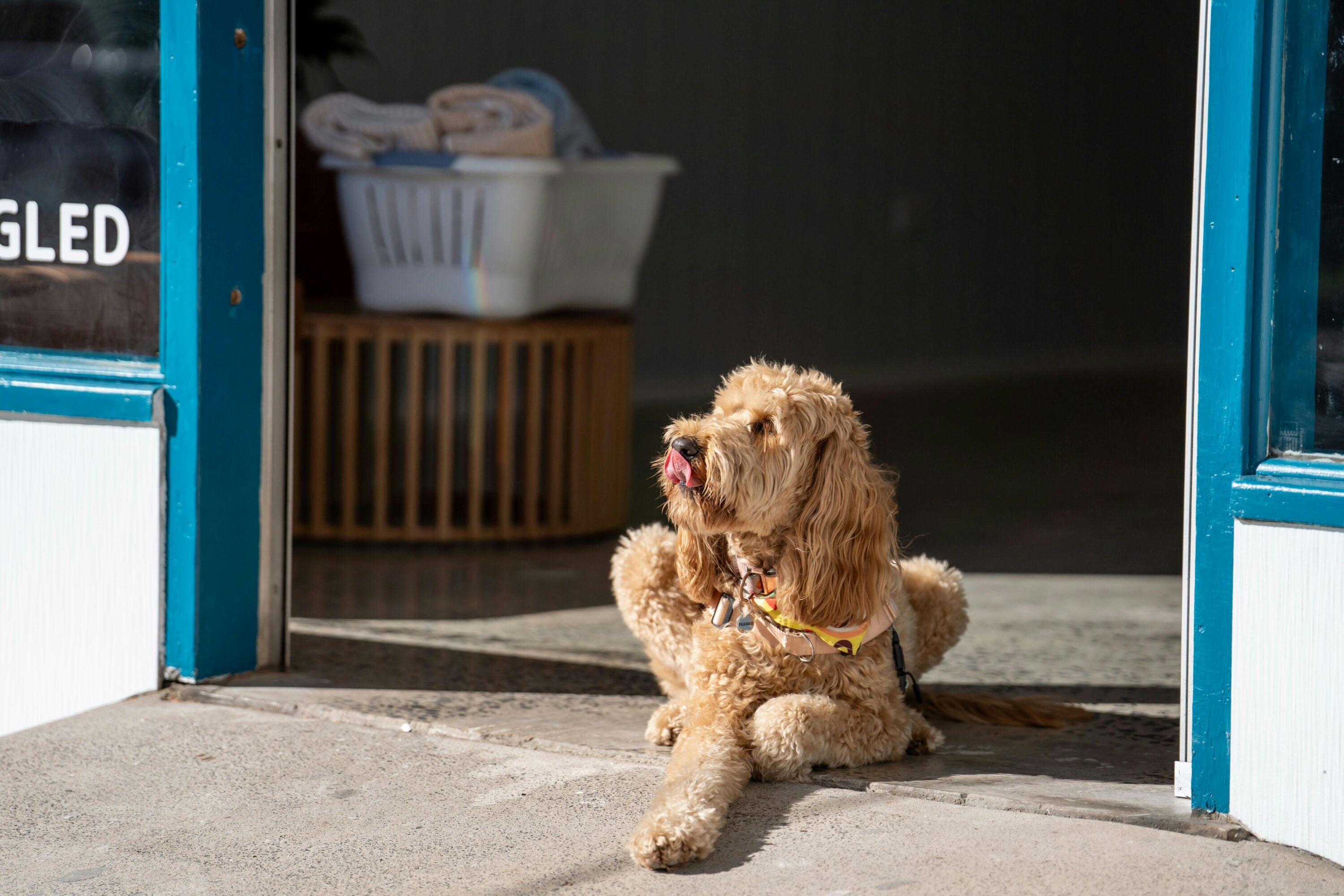 Dog sitting on the step of Salt n Suds