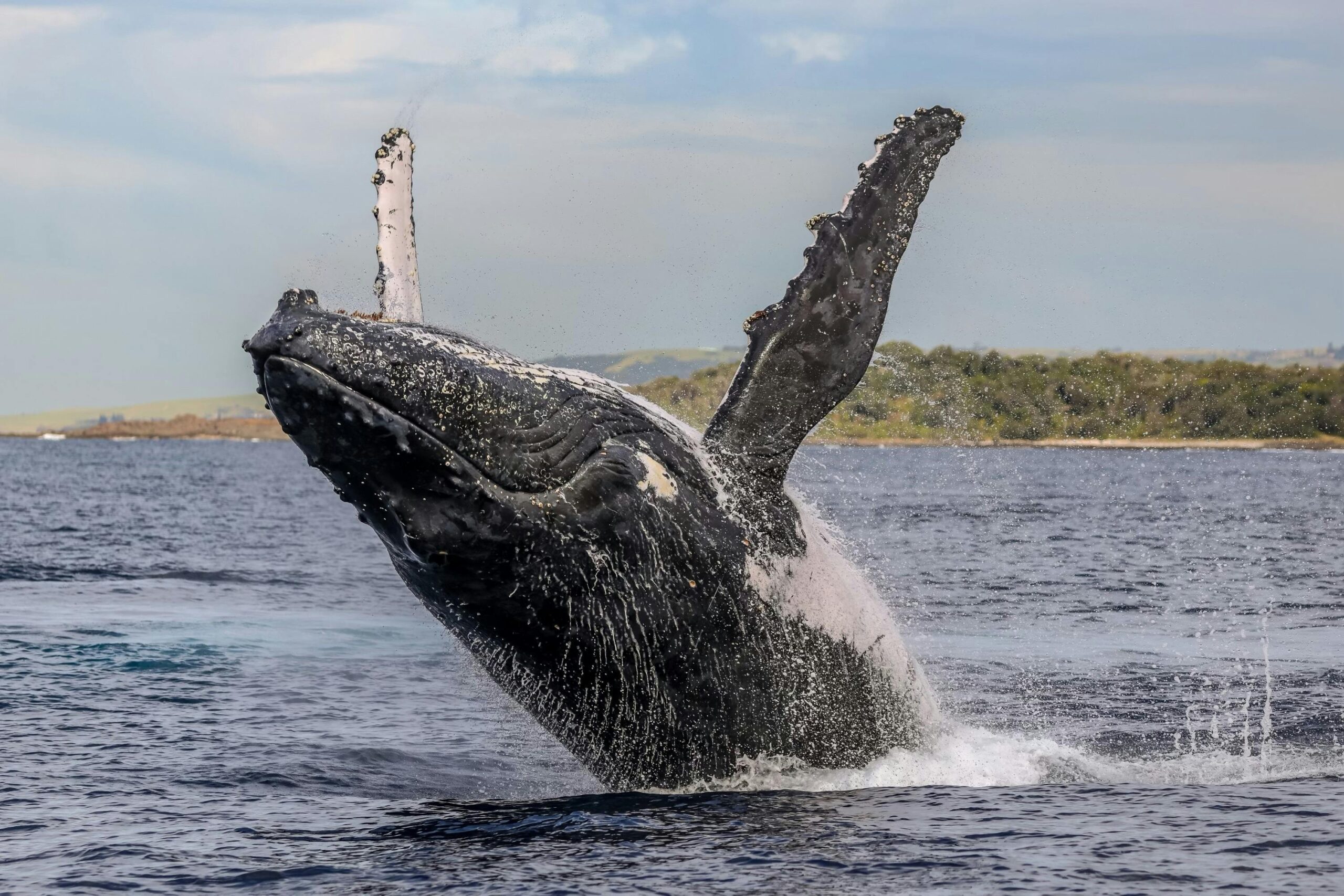 Whale breaching