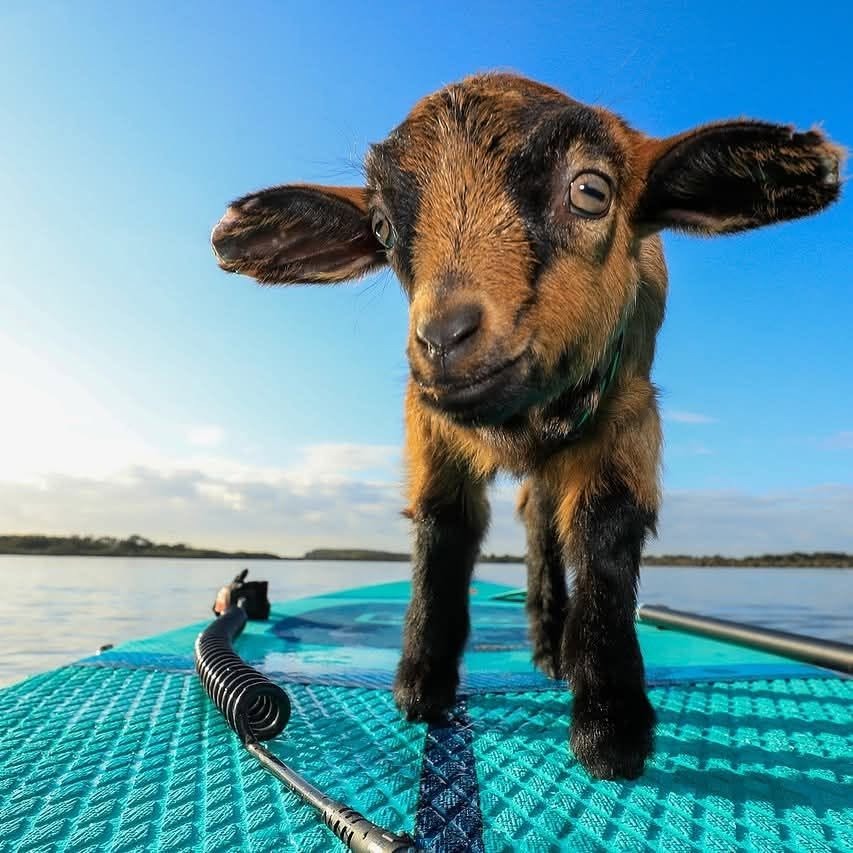 Goat on a SUP at the Shellharbour SUP Festival